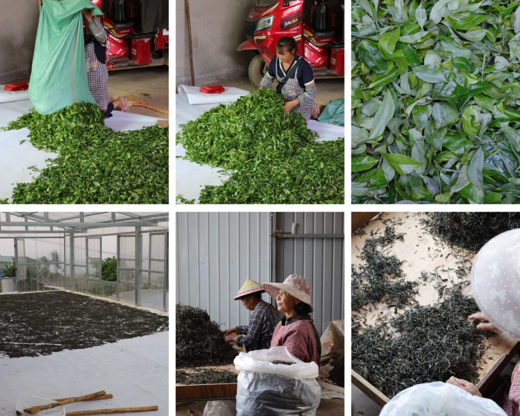 tea leaves being sorted in Yunnan, China