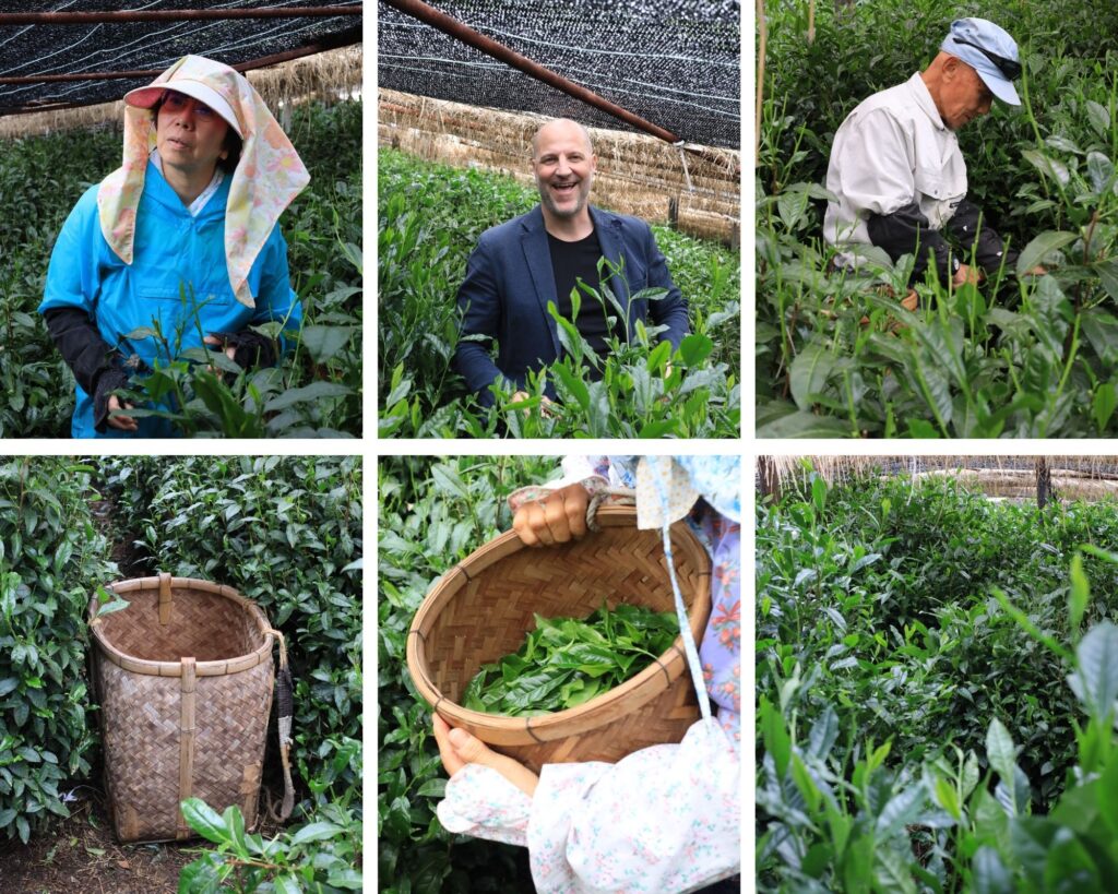 the production of gyokuro dentou hon in yame japan