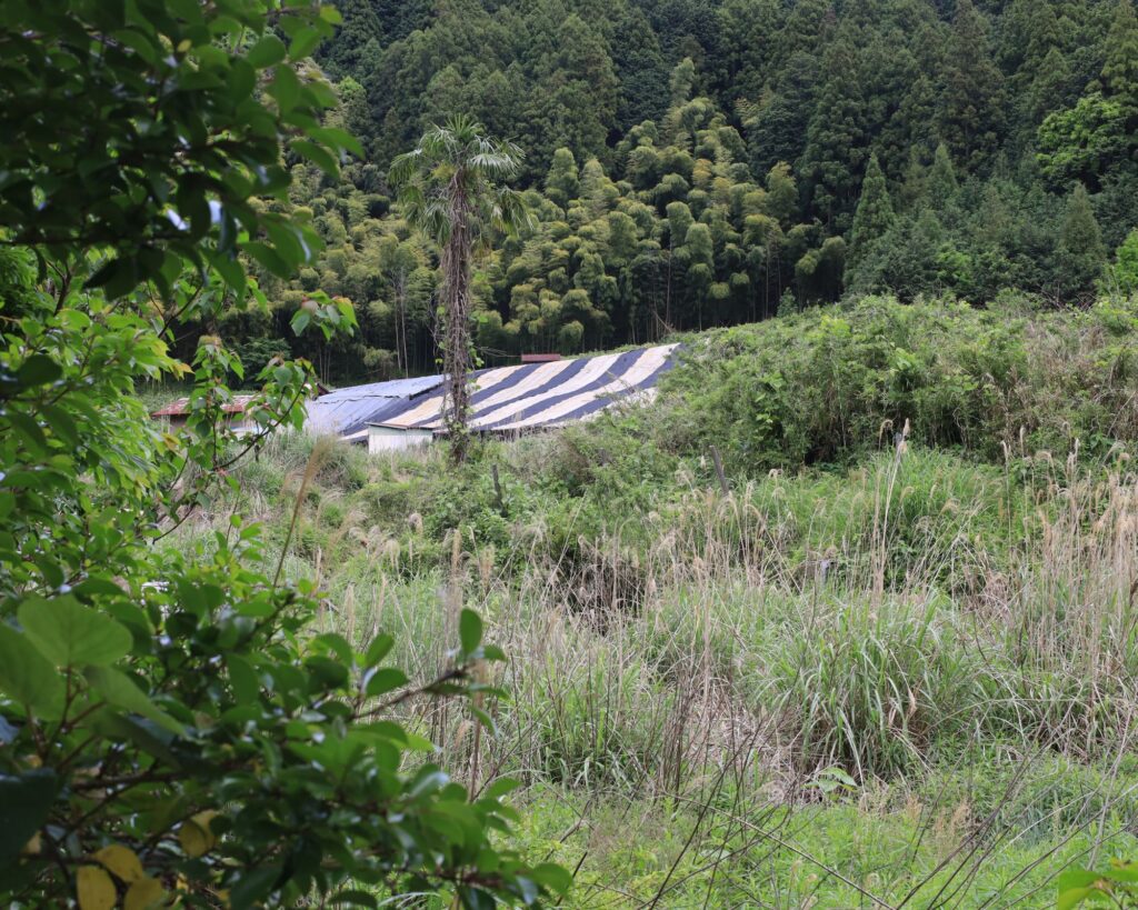 A shaded gyokuro plantation in Yame 