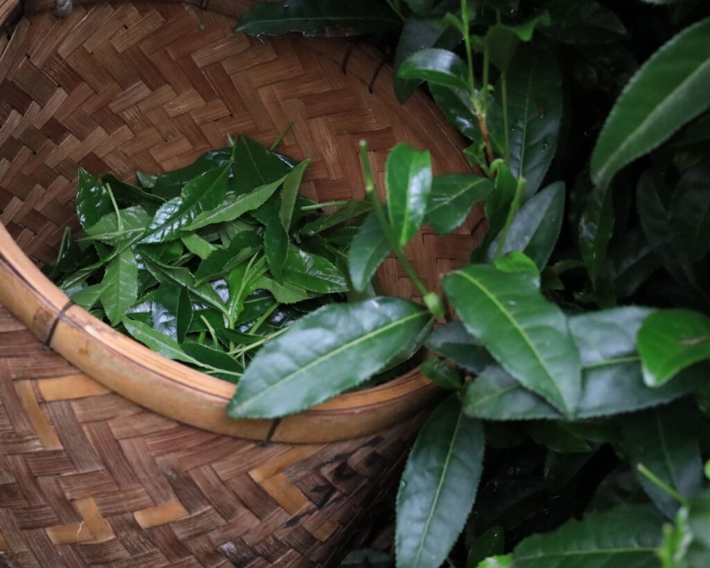 Rare Japanese gyokuro dentou hon tea leaves 